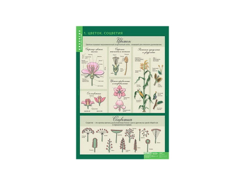 Наглядные таблицы для биологии 6‑го класса — 14 листов