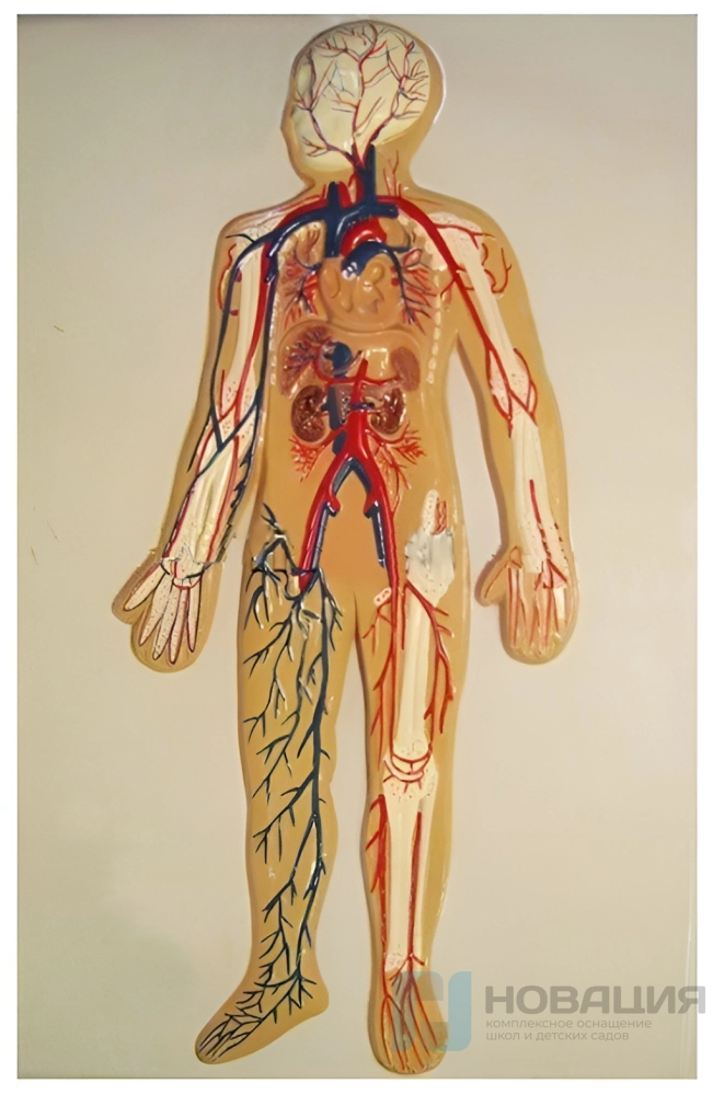 Барельефная модель «Кровеносная система человека» ПРШ-Б465