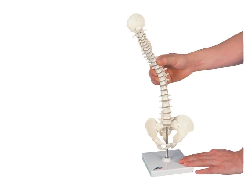 Модель эластичного мини-позвоночника на подставке