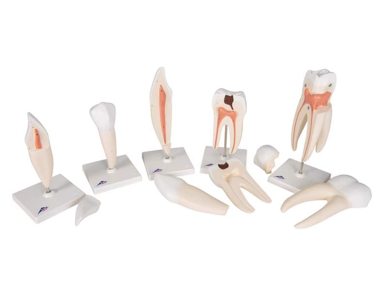 Набор классических моделей зуба