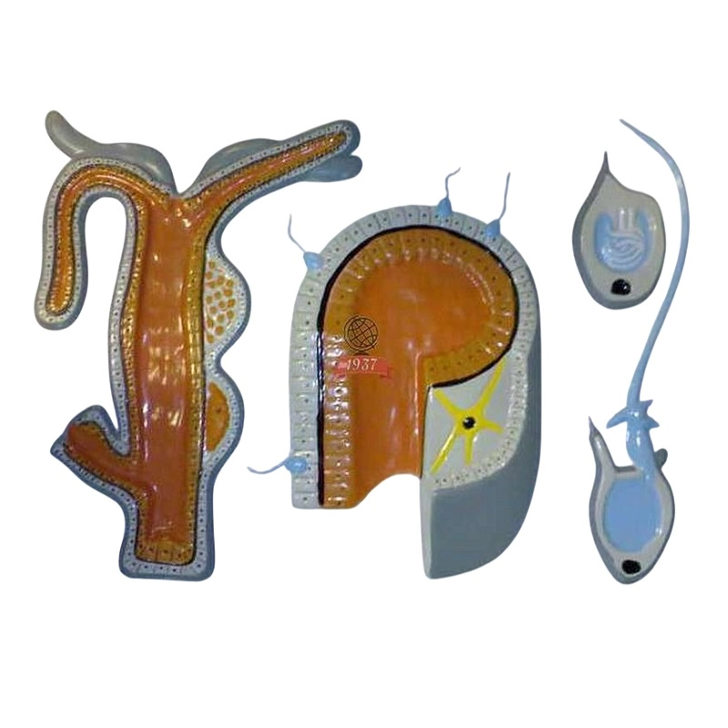 Образовательная панель: внутреннее строение гидры