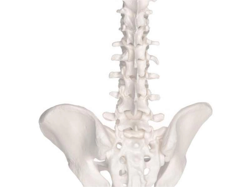 Модель эластичного мини-позвоночника на подставке