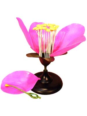 Анатомическая модель яблоневого цветка (разборная)