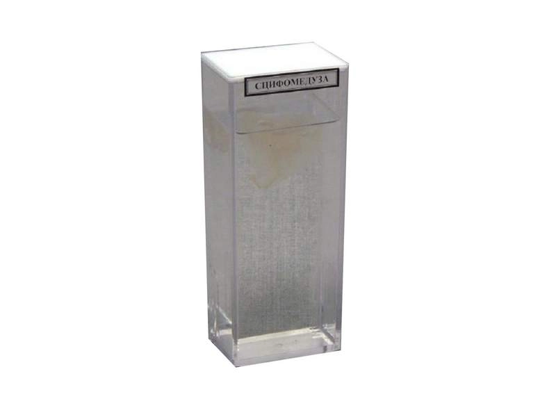 Сцифомедуза (влажный препарат) ПРШ‑Б13 — демонстрация для класса