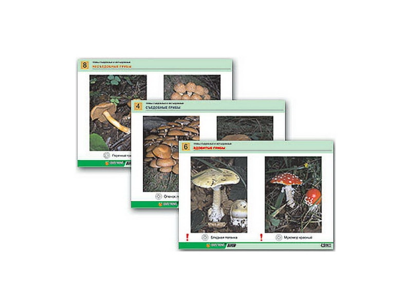 Набор раздаточных таблиц "Грибы", 8 шт.