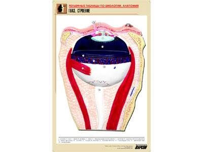 Плакат‑рельеф «Глаз. Строение» A1