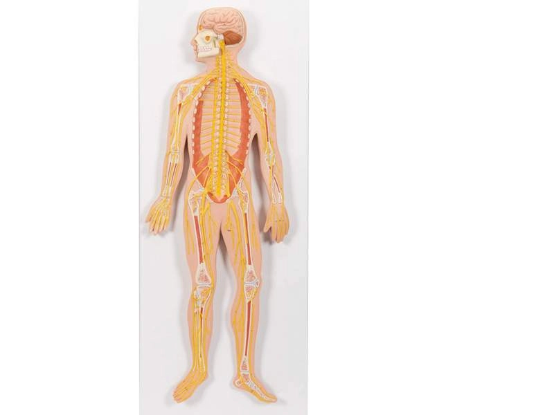 Модель нервной системы