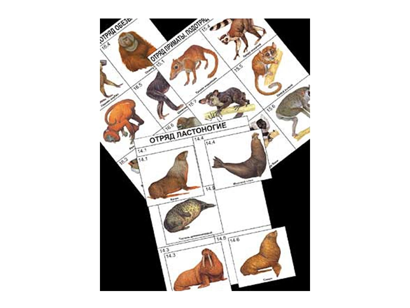 Набор карточек «Систематика и экология млекопитающих» — 96 шт.