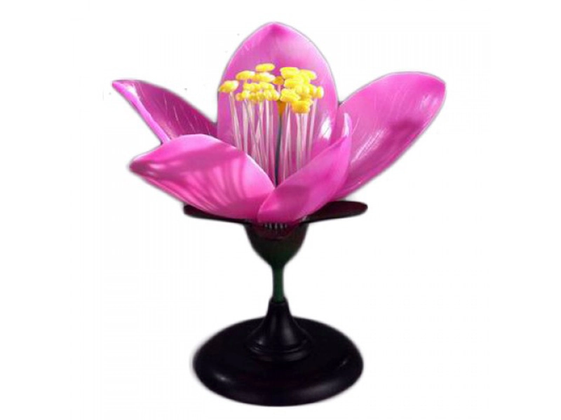 Учебная модель Цветок персика, натуральная раскраска