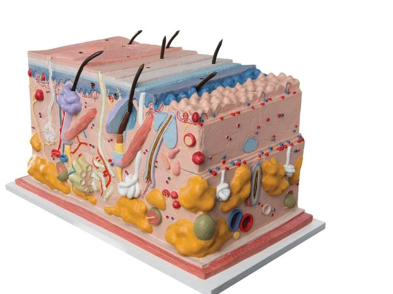 Модель кожи в виде блока