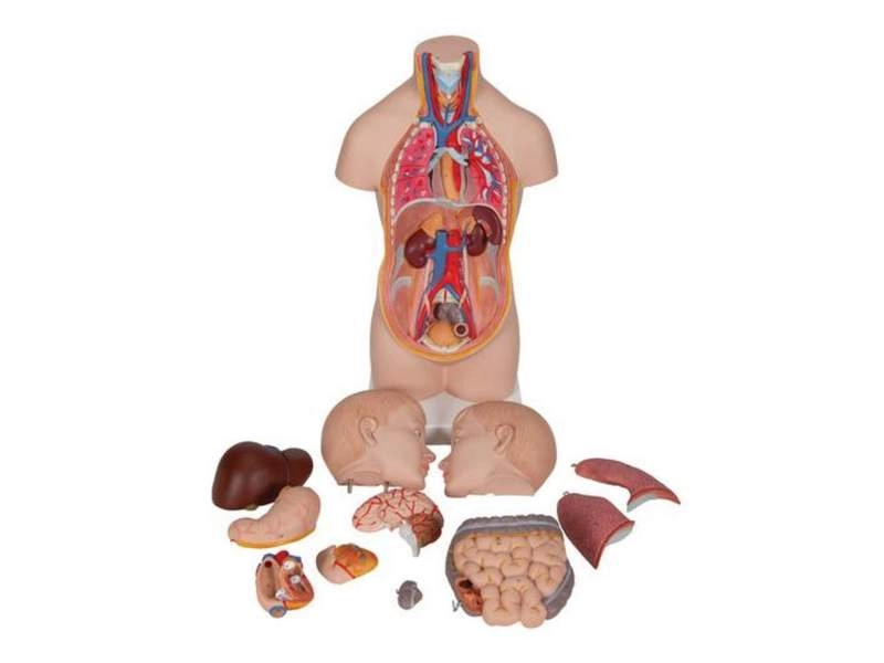 Модель торса человека уменьшенная