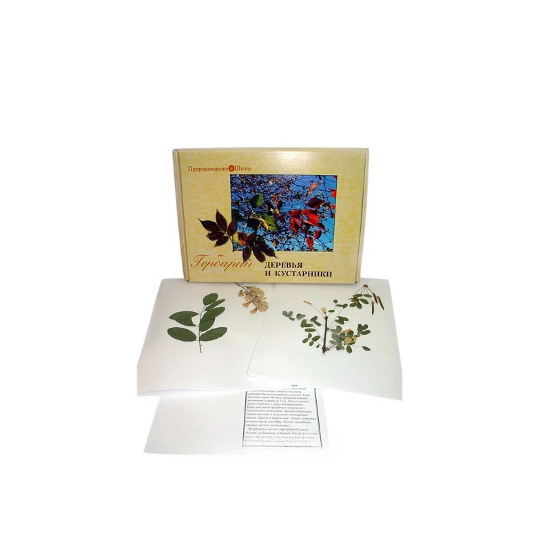 Гербарий «Деревья и кустарники» — формат A3
