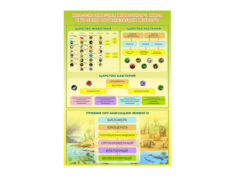 Образовательный стенд: Классификация животных