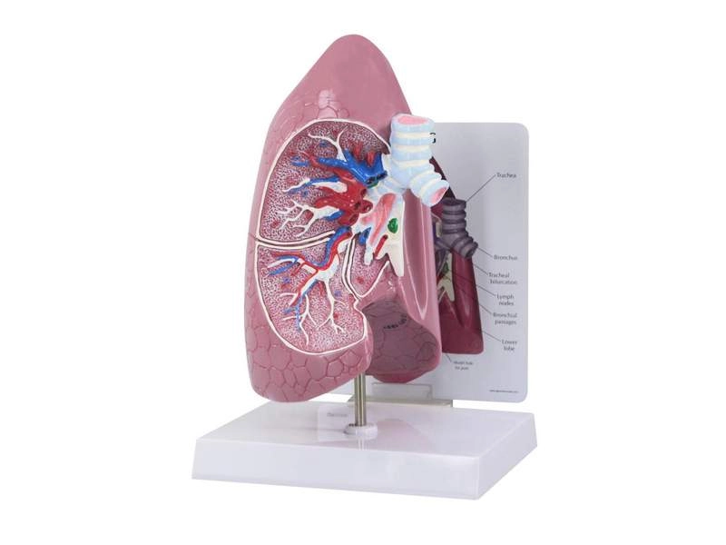 Модель легких