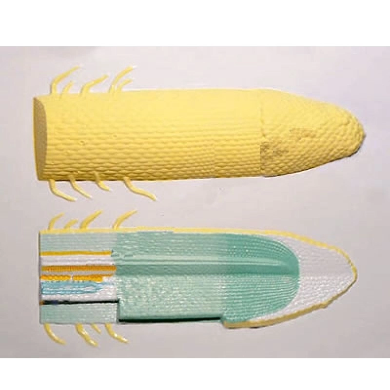 Модель барельеф: строение молодого корня