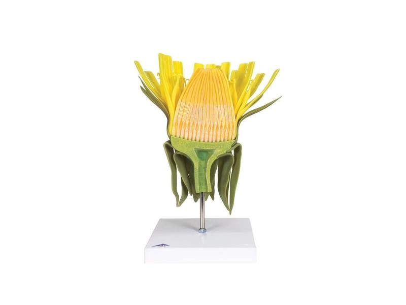 Модель цветка одуванчика 10× соцветие