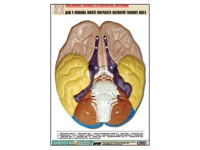 Таблица‑рельеф нижней поверхности полушарий, A1