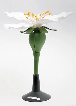 Анатомическая модель яблоневого цветка (разборная)