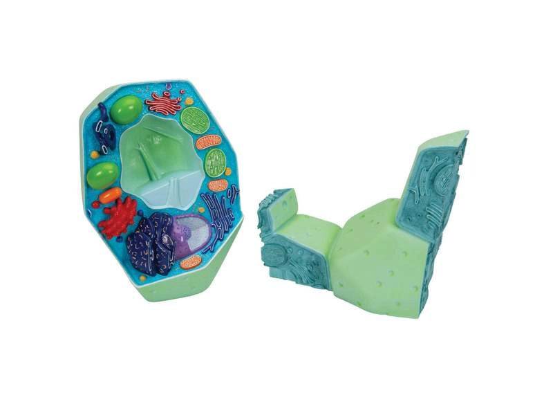 Модель растительной клетки 10 000×