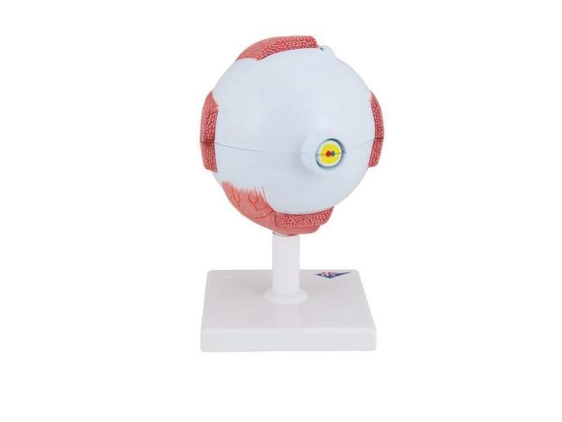 Модель глаза, 13x14x21 см