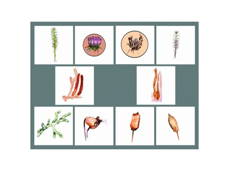 Модель «Размножение мха» — 10 карточек
