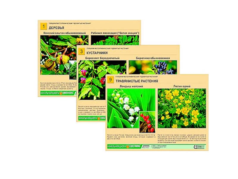 Фотогербарий «Ядовитые растения» для школы
