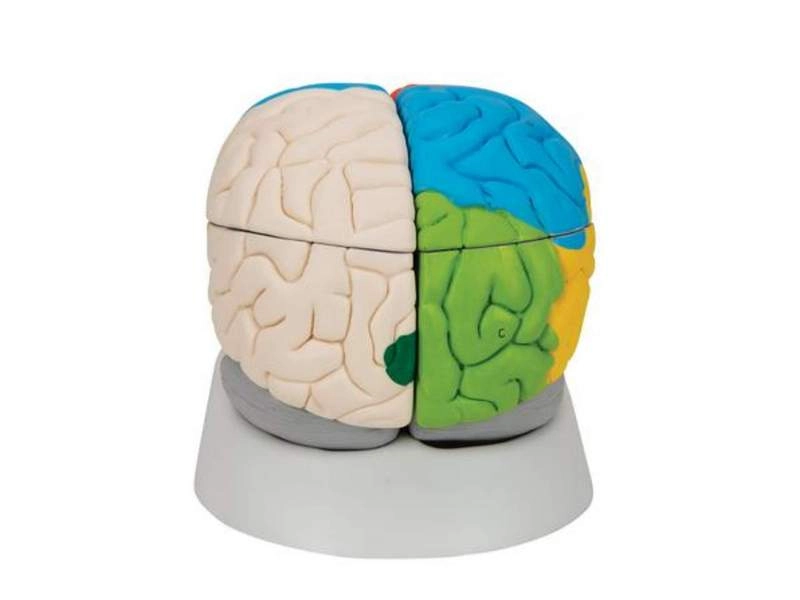 Нейро-анатомическая модель мозга