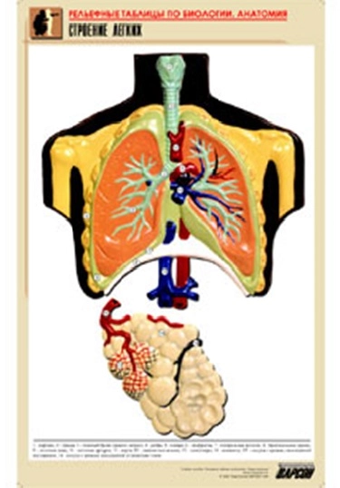 Рельефная таблица Строение легких, А1