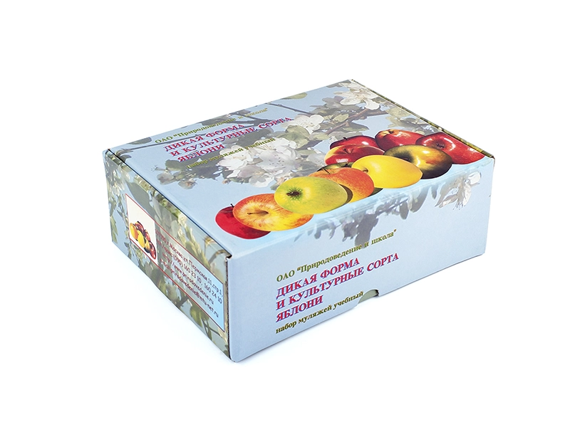 Набор муляжей яблок — дикая форма и культурные сорта