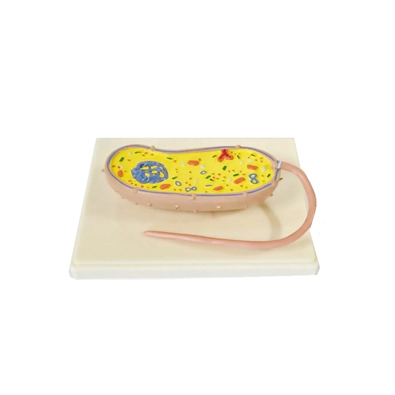 Демонстрационная модель Бактерия ПРШ-Б760