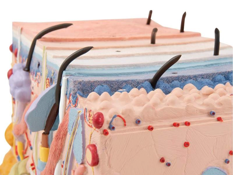 Модель кожи в виде блока