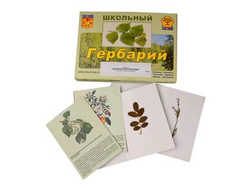 Гербарий ЭДГ-8550 — деревья и кустарники (22 образца)