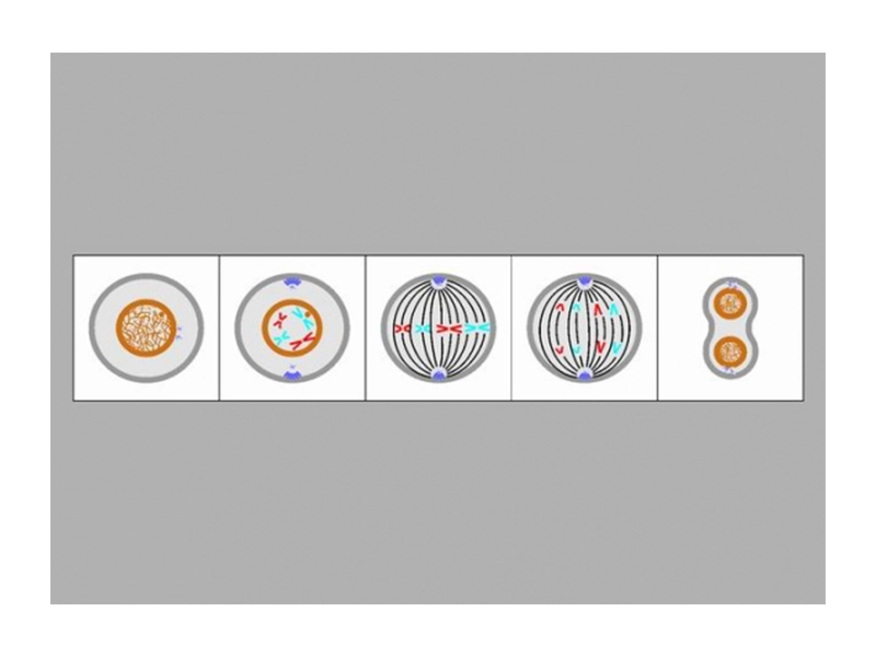Аппликационная модель — митоз и мейоз для уроков