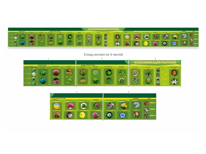 Стенд-лента "Классификация растений" — 5 модулей по 120×60 см