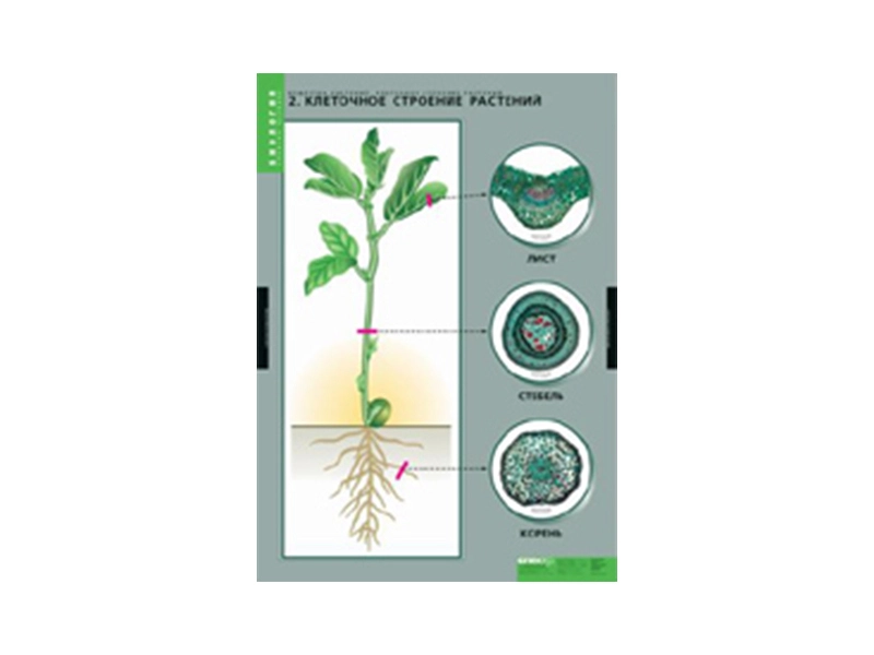 Учебные плакаты "Клеточное строение" — 12 таблиц 68×98 см