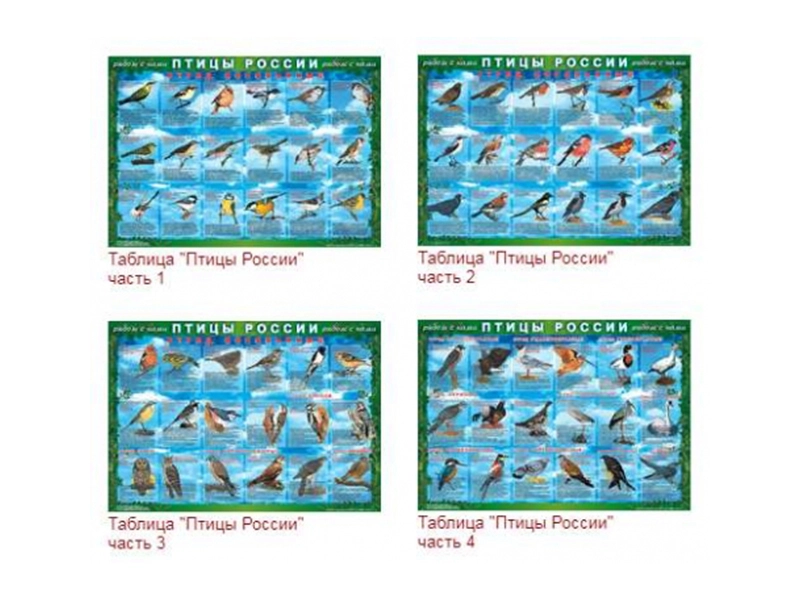 Набор таблиц "Птицы России" на виниле