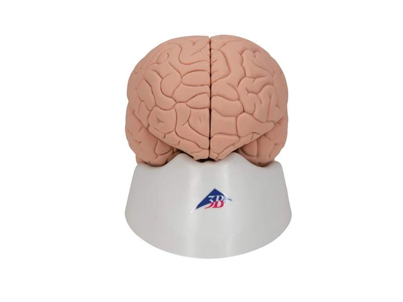 Модель мозга для начального изучения