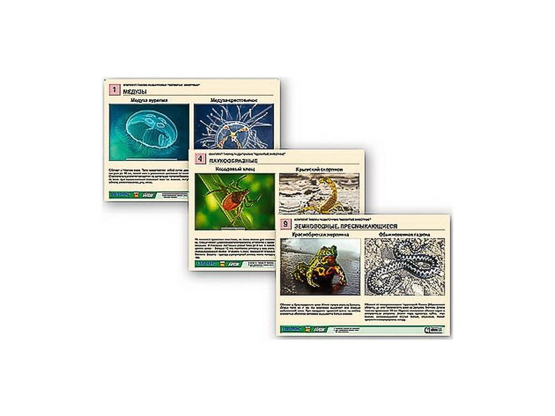 Комплект карточек «Ядовитые животные» — ламинированный набор