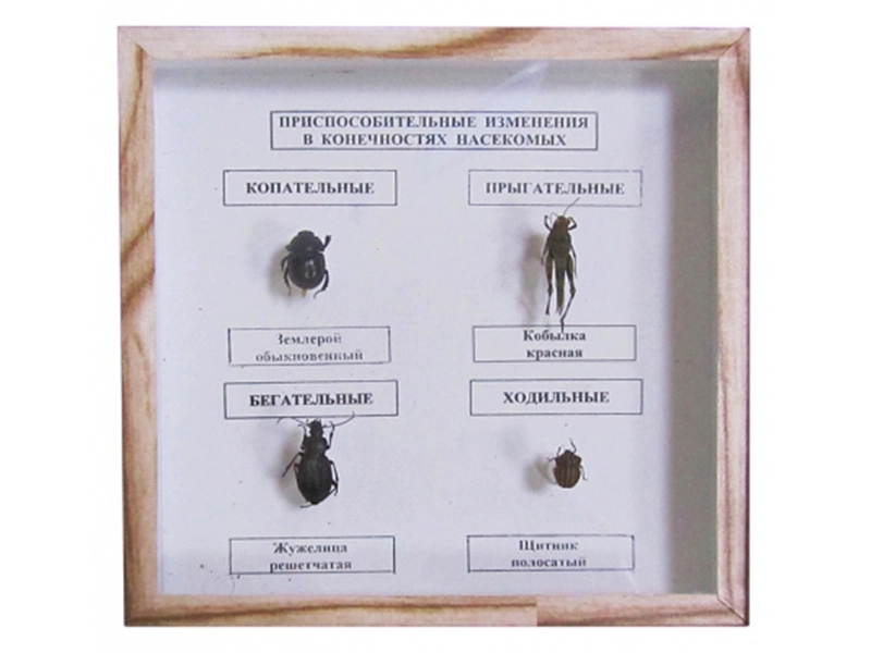 Набор образцов: изменения в конечностях насекомых