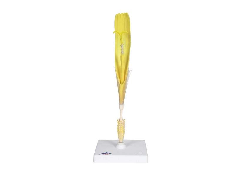 Модель цветка одуванчика 10× соцветие