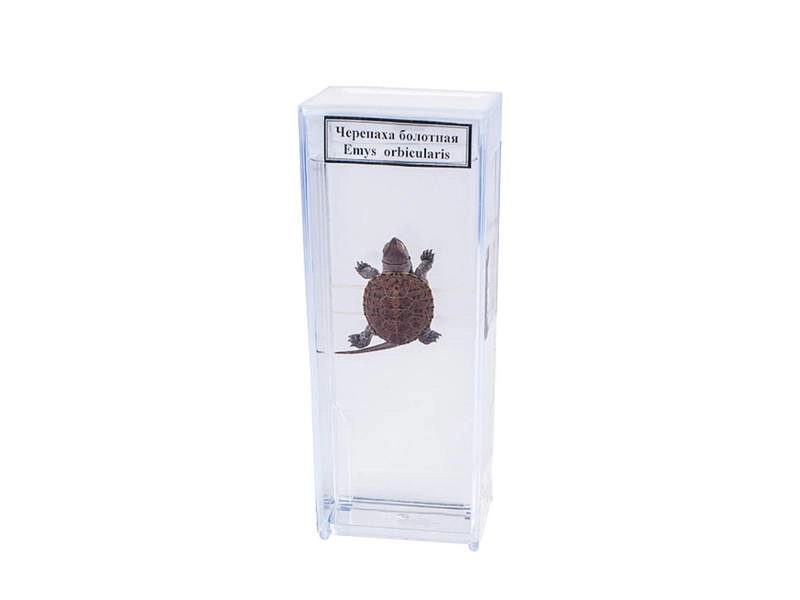 Влажный зоопрепарат «Черепаха болотная»