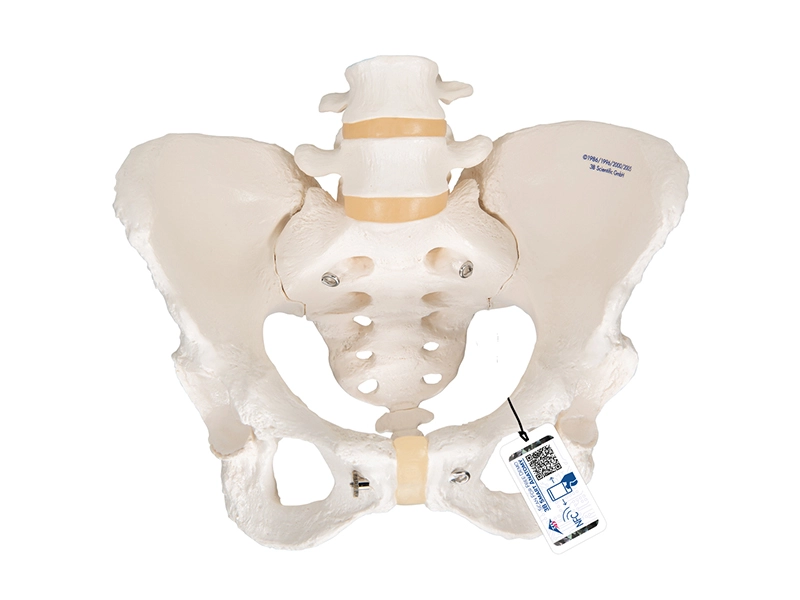 Анатомическая модель женского таза с подвижным симфизом