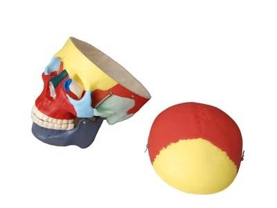 Учебный череп с цветовой маркировкой, 15 см