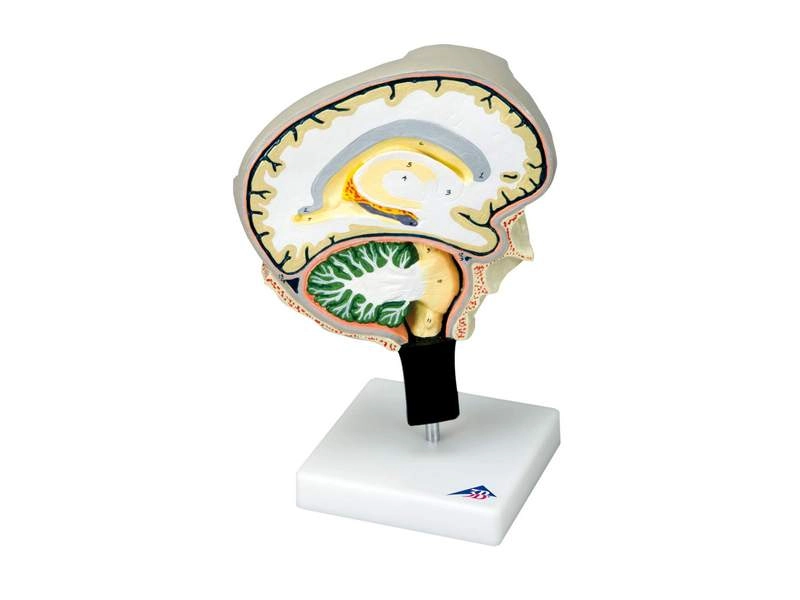 Модель Сечение мозга