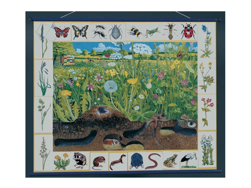 Плакат магнитный «Луговое сообщество» для школы