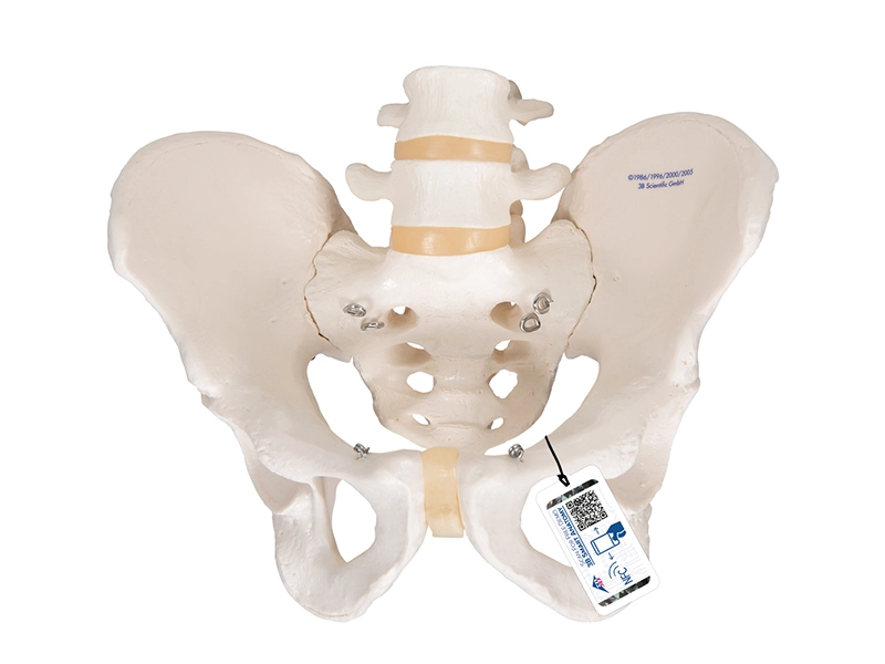 Модель мужского таза (анатомическая)