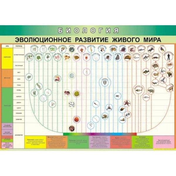 Таблица Эволюция живого мира — винил