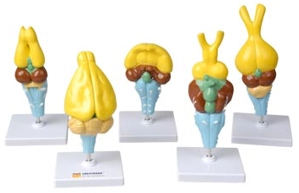 Образовательный набор: 5 моделей головного мозга ЭДГ-6448