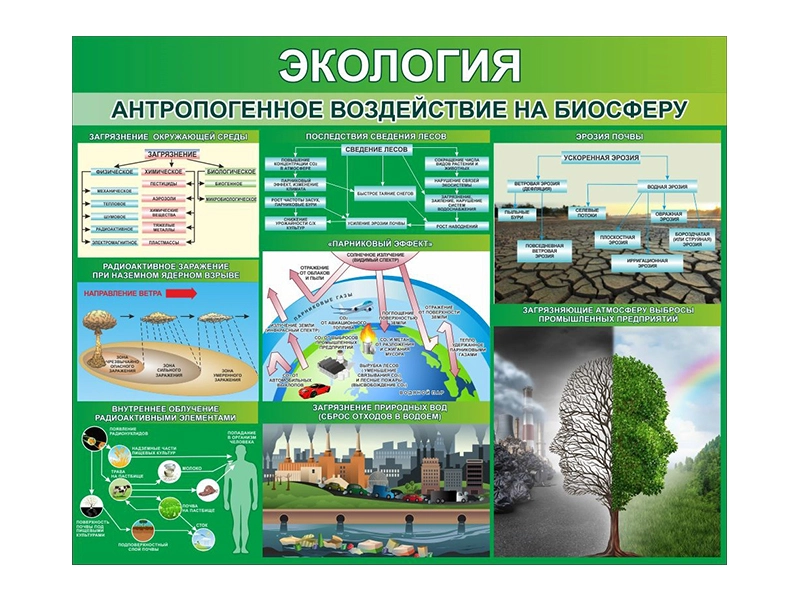 Школьный стенд «Антропогенное воздействие на биосферу»