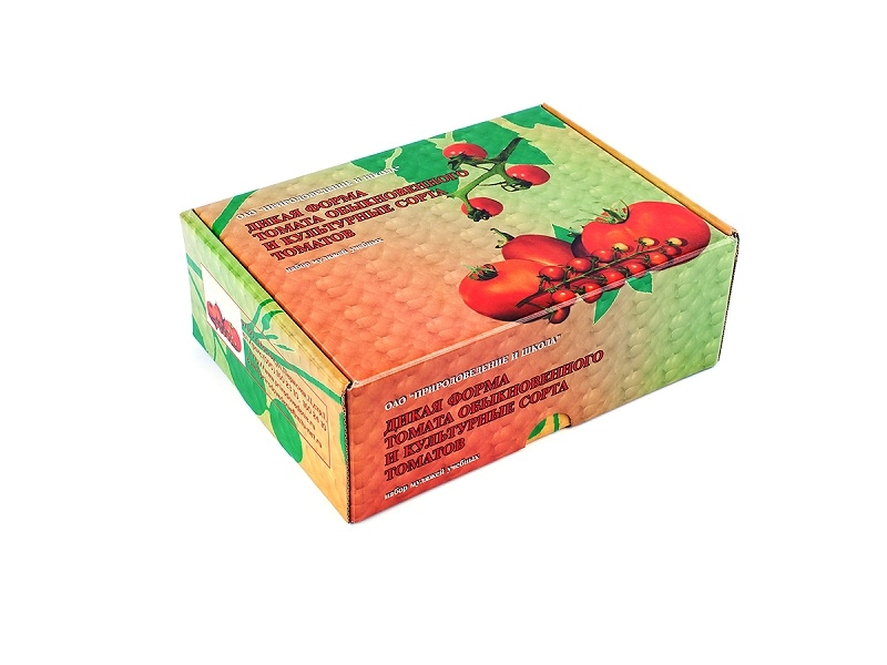 Набор муляжей томата — 6 моделей (ПРШ-ИЗ0089)